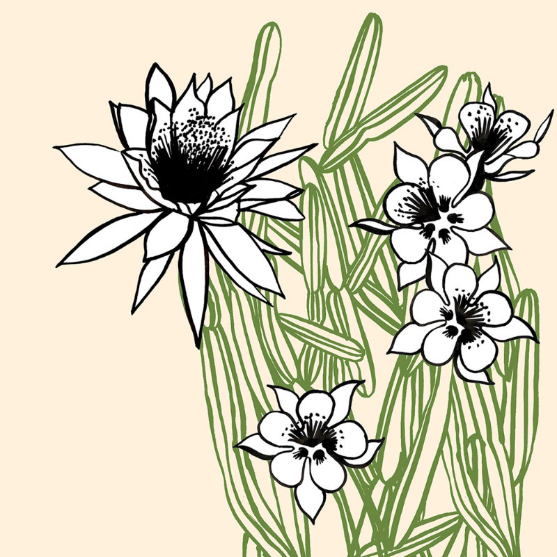 illustration penelope rolland fleurs 01.jpg - Pnlope ROLLAND | Virginie